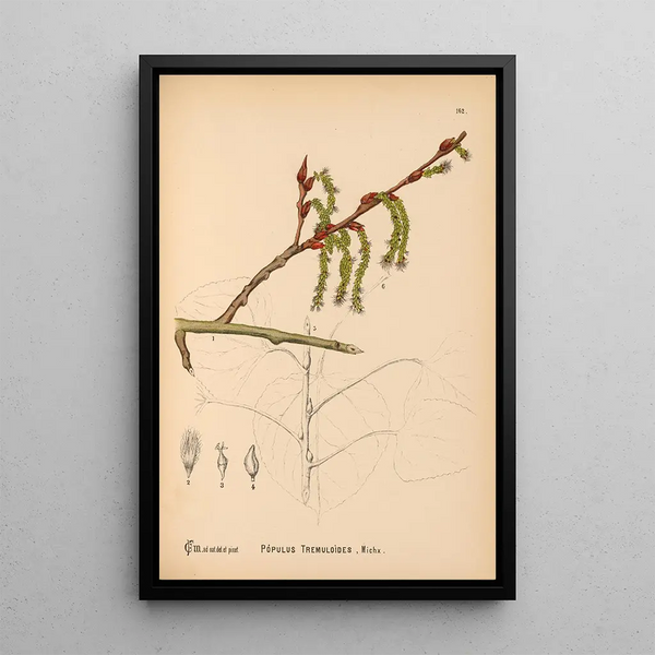 Medicinal Plants Pl060 - Charles Frederick Millspaugh — framed artwork on a wall