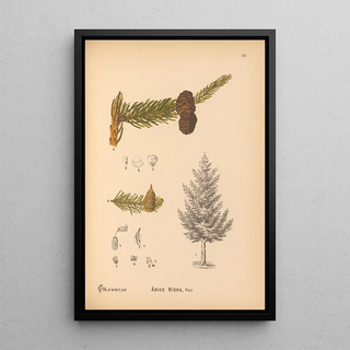 Reproduction of the painting Medicinal plants Pl061 - Charles Frederick Millspaugh