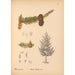 Reproduction of the painting Medicinal plants Pl061 - Charles Frederick Millspaugh
