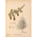 Medicinal Plants Pl062 - Charles Frederick Millspaugh — artwork view