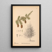 Medicinal Plants Pl062 - Charles Frederick Millspaugh — framed artwork on a wall