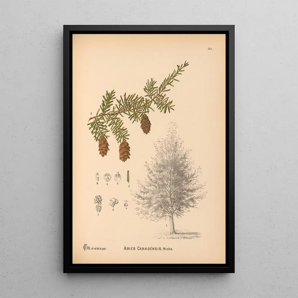 Medicinal Plants Pl062 - Charles Frederick Millspaugh — framed artwork on a wall