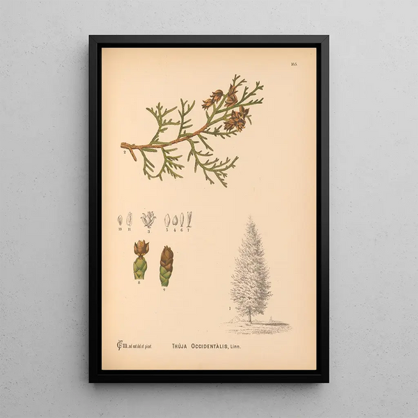 Reproduction of the painting Medicinal Plants Pl063 - Charles Frederick Millspaugh