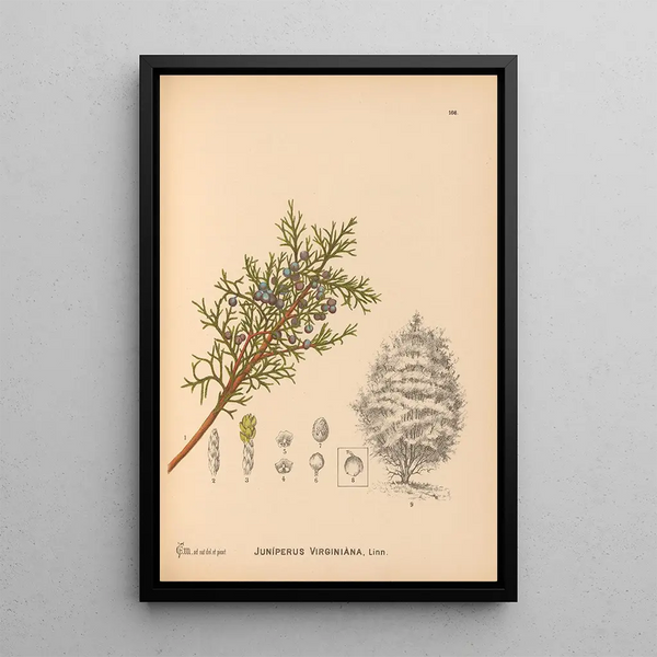 Reproduction of the painting Medicinal Plants Pl064 - Charles Frederick Millspaugh