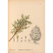 Reproduction of the painting Medicinal Plants Pl064 - Charles Frederick Millspaugh