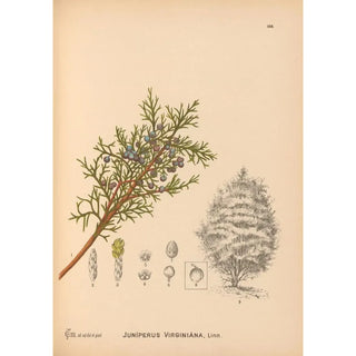 Reproduction of the painting Medicinal Plants Pl064 - Charles Frederick Millspaugh