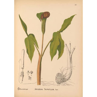 Medicinal plants Pl065 - Charles Frederick Millspaugh — artwork view