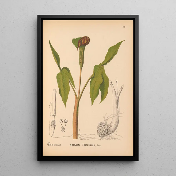 Medicinal plants Pl065 - Charles Frederick Millspaugh — framed artwork on a wall