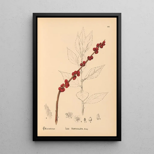 Reproduction of the painting Medicinal Plants Painting Pl066 - Charles Frederick Millspaugh