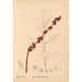 Reproduction of the painting Medicinal Plants Painting Pl066 - Charles Frederick Millspaugh