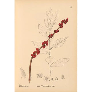 Reproduction of the painting Medicinal Plants Painting Pl066 - Charles Frederick Millspaugh