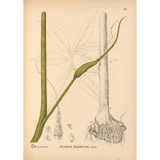 Medicinal Plants Pl067 - Charles Frederick Millspaugh — artwork view