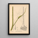 Medicinal Plants Pl067 - Charles Frederick Millspaugh — framed artwork on a wall