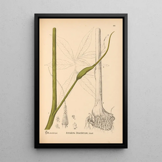 Medicinal Plants Pl067 - Charles Frederick Millspaugh — framed artwork on a wall