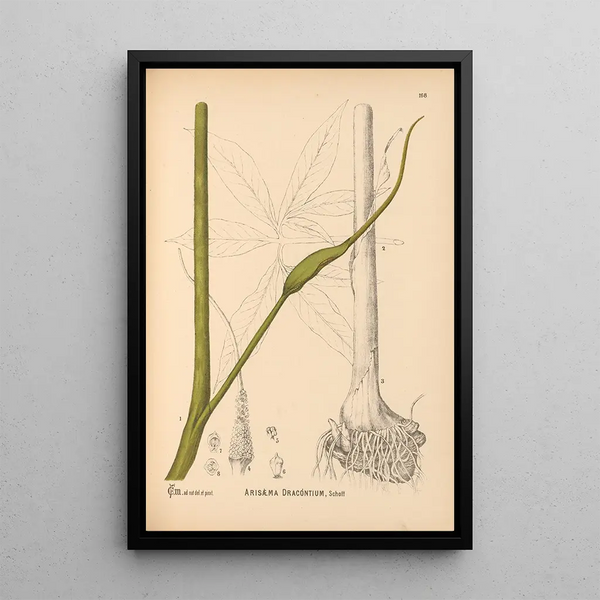 Medicinal Plants Pl067 - Charles Frederick Millspaugh — framed artwork on a wall