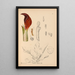 Reproduction of the painting Medicinal Plants Pl068 - Charles Frederick Millspaugh