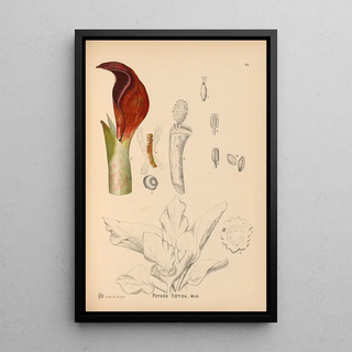 Reproduction of the painting Medicinal Plants Pl068 - Charles Frederick Millspaugh