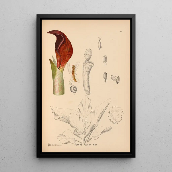 Reproduction of the painting Medicinal Plants Pl068 - Charles Frederick Millspaugh