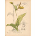 Medicinal Plants Pl069 - Charles Frederick Millspaugh — artwork view