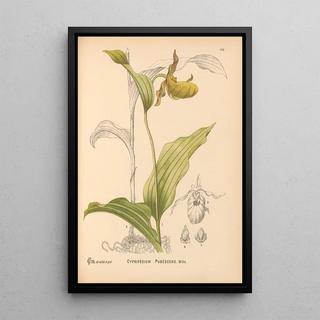 Medicinal Plants Pl069 - Charles Frederick Millspaugh — framed artwork on a wall