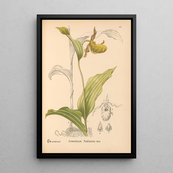 Medicinal Plants Pl069 - Charles Frederick Millspaugh — framed artwork on a wall