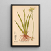 Reproduction of the painting Medicinal Plants Pl070 - Charles Frederick Millspaugh