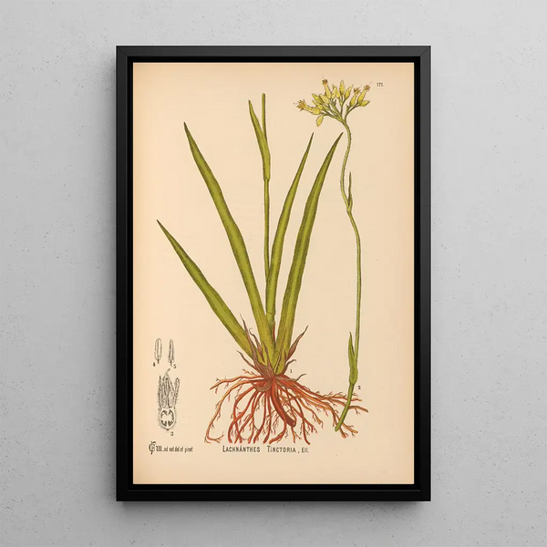 Reproduction of the painting Medicinal Plants Pl070 - Charles Frederick Millspaugh