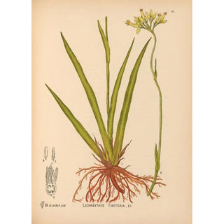 Reproduction of the painting Medicinal Plants Pl070 - Charles Frederick Millspaugh
