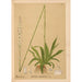 Medicinal plants Pl071 - Charles Frederick Millspaugh — artwork view