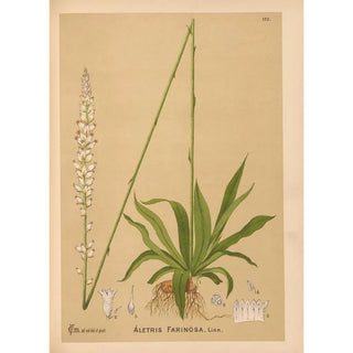Medicinal plants Pl071 - Charles Frederick Millspaugh — artwork view