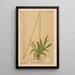 Medicinal plants Pl071 - Charles Frederick Millspaugh — framed artwork on a wall