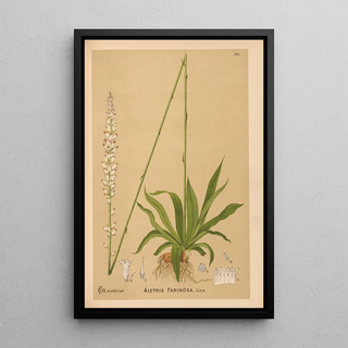 Medicinal plants Pl071 - Charles Frederick Millspaugh — framed artwork on a wall