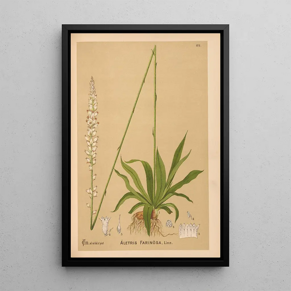 Medicinal plants Pl071 - Charles Frederick Millspaugh — framed artwork on a wall