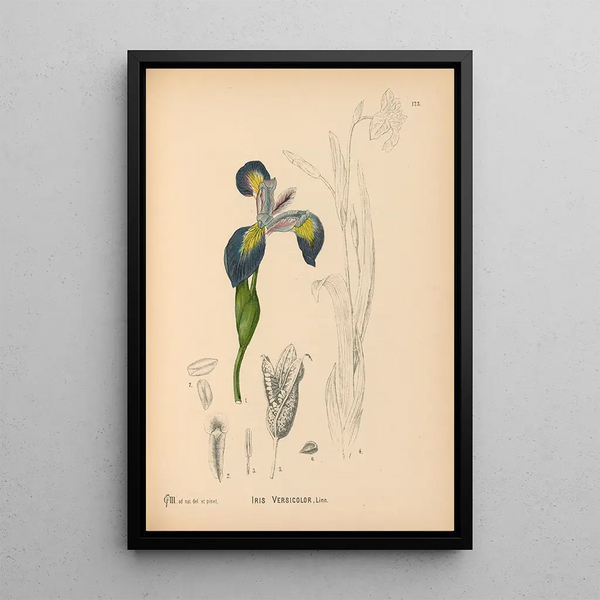 Reproduction of the painting Medicinal Plants Pl072 - Charles Frederick Millspaugh