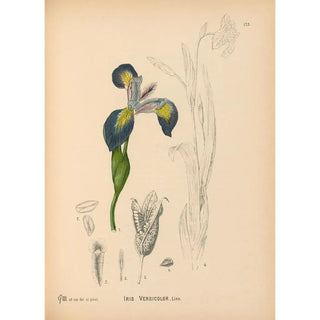 Reproduction of the painting Medicinal Plants Pl072 - Charles Frederick Millspaugh