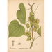 Medicinal plants Pl073 - Charles Frederick Millspaugh — artwork view
