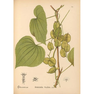 Medicinal plants Pl073 - Charles Frederick Millspaugh — artwork view