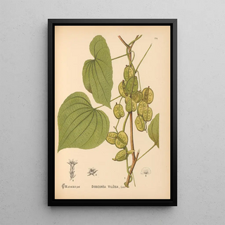 Medicinal plants Pl073 - Charles Frederick Millspaugh — framed artwork on a wall