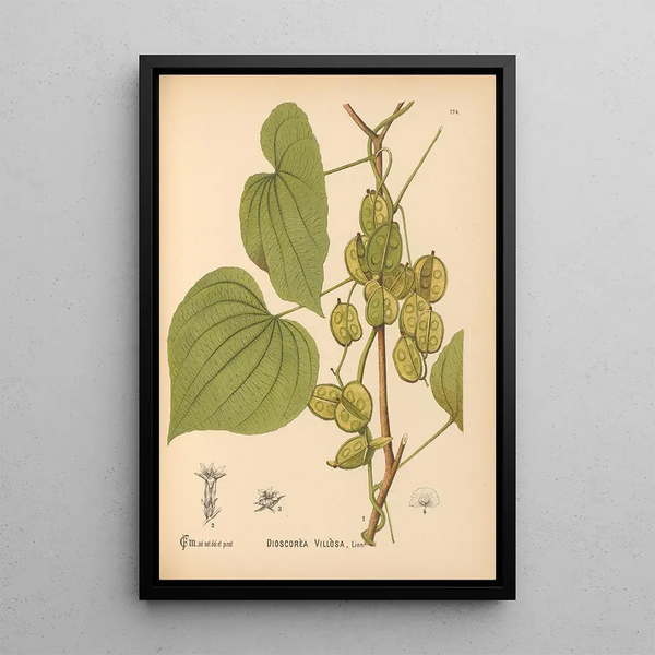 Medicinal plants Pl073 - Charles Frederick Millspaugh — framed artwork on a wall