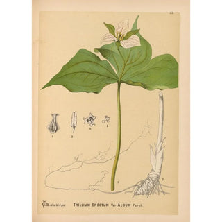 Medicinal Plants Pl074 - Charles Frederick Millspaugh — artwork view
