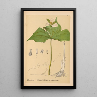 Medicinal Plants Pl074 - Charles Frederick Millspaugh — framed artwork on a wall