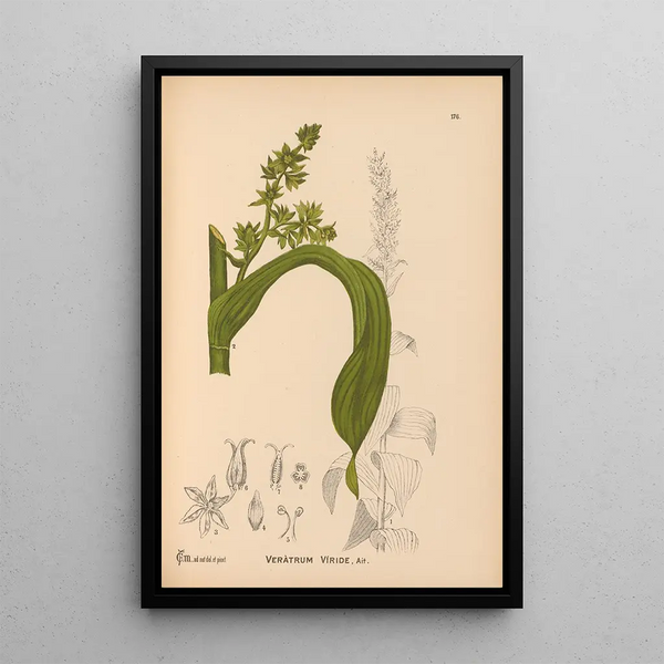 Reproduction of the painting Medicinal plants Pl075 - Charles Frederick Millspaugh