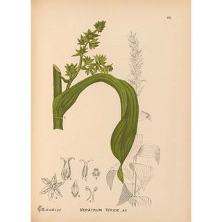 Reproduction of the painting Medicinal plants Pl075 - Charles Frederick Millspaugh