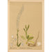 Medicinal Plants Pl076 - Charles Frederick Millspaugh — artwork view