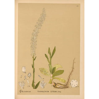 Medicinal Plants Pl076 - Charles Frederick Millspaugh — artwork view