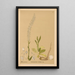Medicinal Plants Pl076 - Charles Frederick Millspaugh — framed artwork on a wall