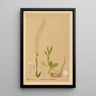 Medicinal Plants Pl076 - Charles Frederick Millspaugh — framed artwork on a wall
