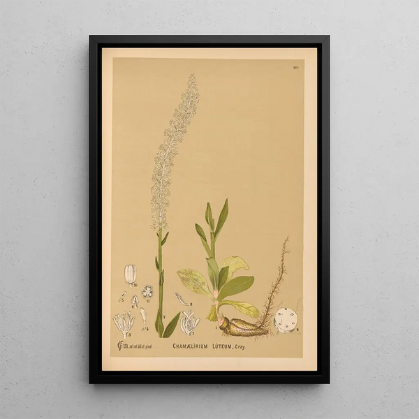 Medicinal Plants Pl076 - Charles Frederick Millspaugh — framed artwork on a wall