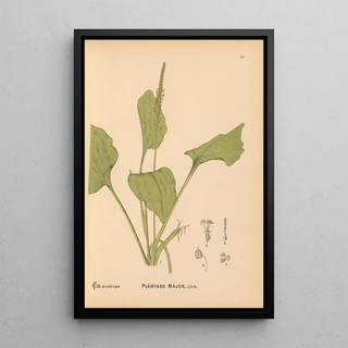 Reproduction of the painting Medicinal Plants Pl077 - Charles Frederick Millspaugh
