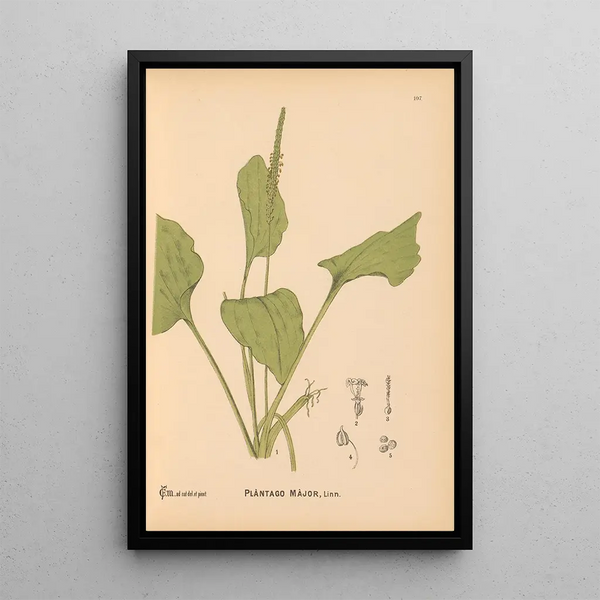 Reproduction of the painting Medicinal Plants Pl077 - Charles Frederick Millspaugh